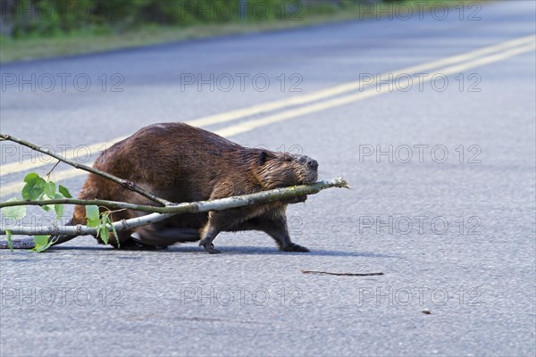 Beaver pulling a tree across a road