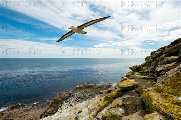 Black-browed Albatross