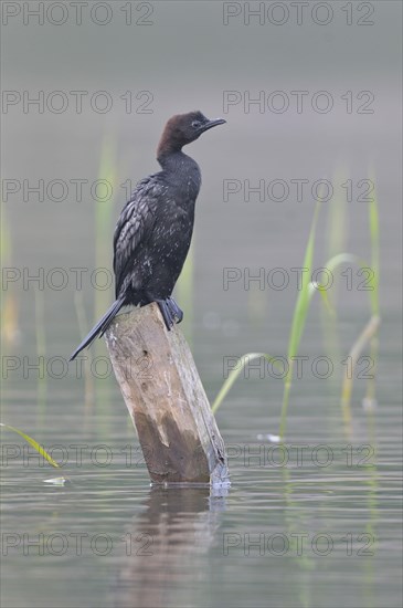 Pygmy Cormorant