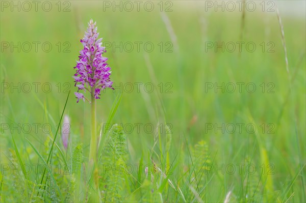 Military Orchid