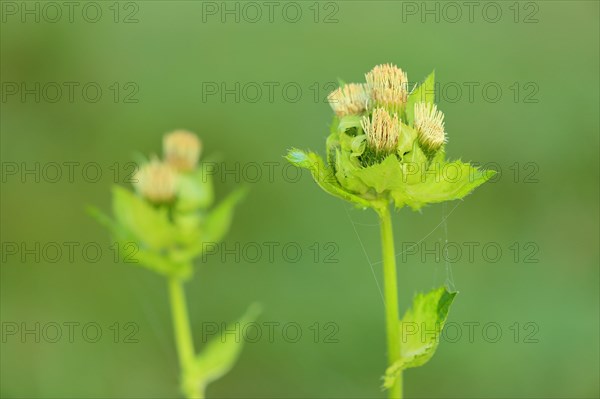 Cabbage thistle