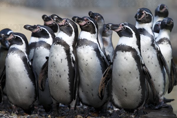 Humboldt Penguin