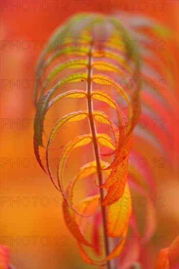 Staghorn sumac