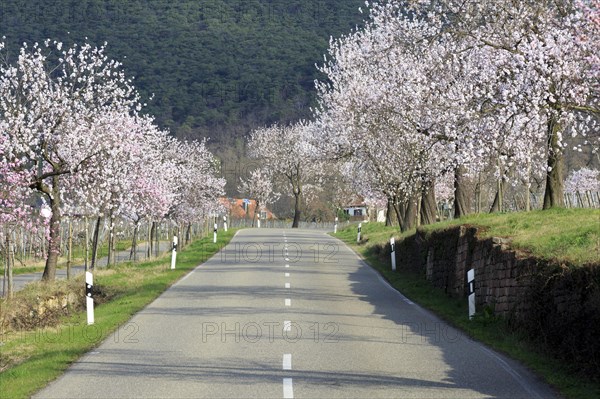 Almond tree