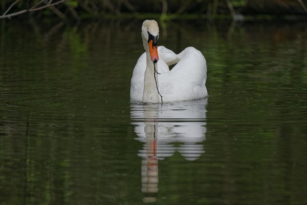 White swan