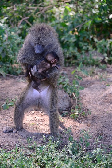 Olive baboon