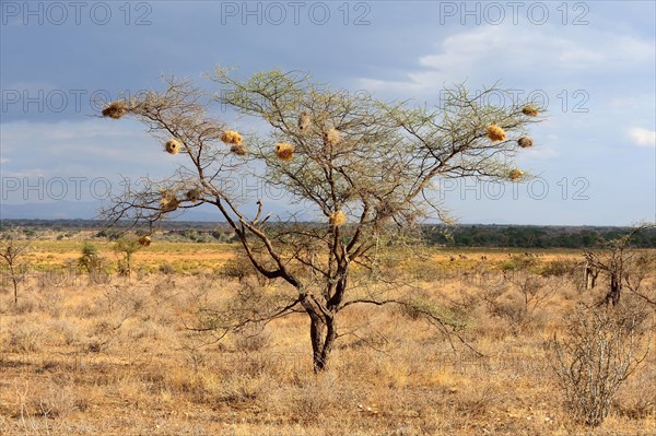 Weaver bird nest in Acacia tree. Masai Mara National Reserve