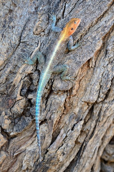 Agama lizard climbing on tree