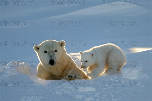 Female polar bear