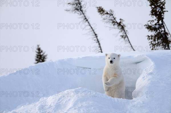 Polar bear