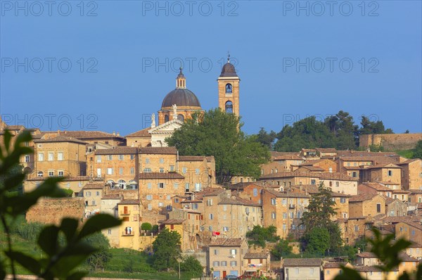 Urbino