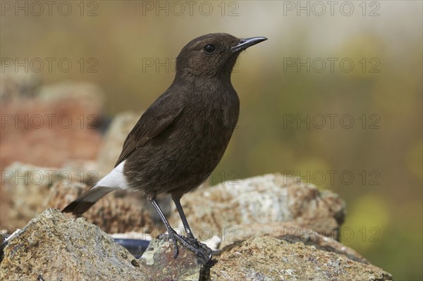 Black Wheatear