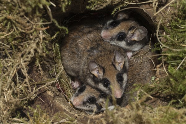 Garden dormouse