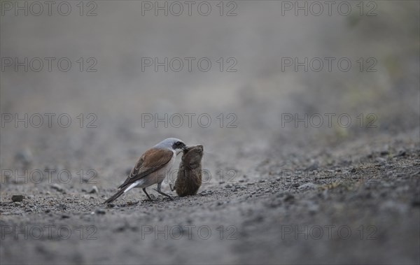 Red-backed Shrike