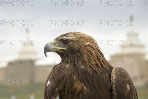 Golden eagle