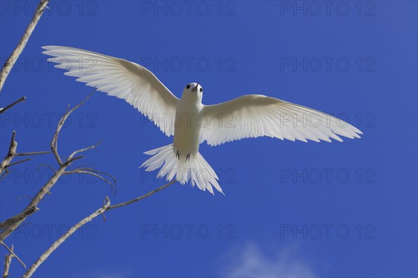 White tern