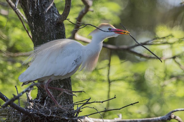 Cattle egret