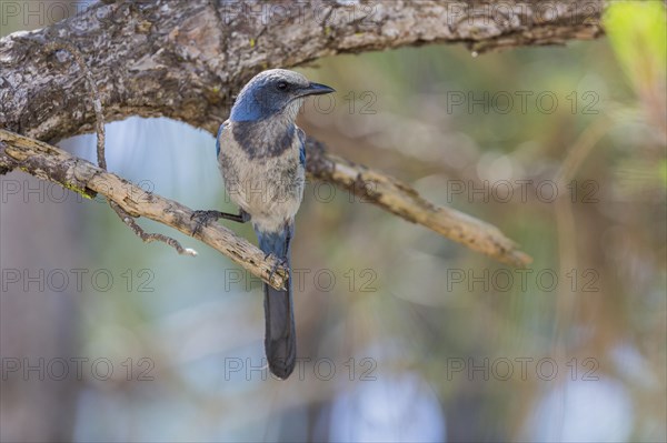 Florida Jay