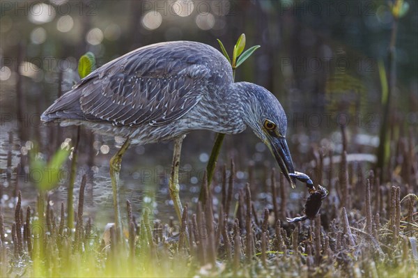 Crab Heron