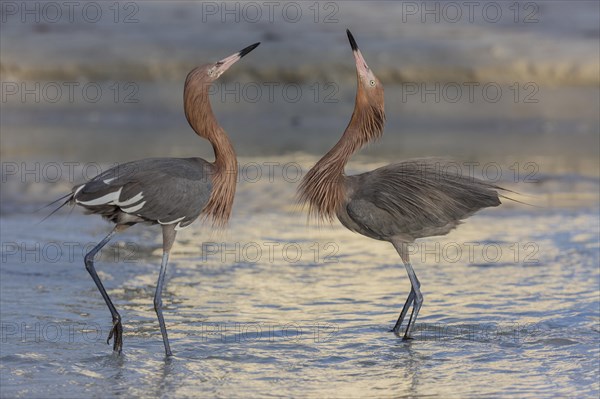 Blue-footed heron