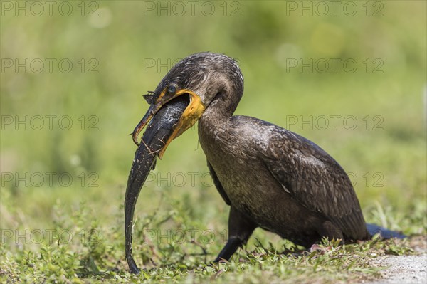 Double-crested cormorant