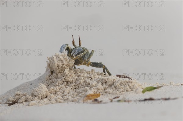 Horny-eyed ghost crab