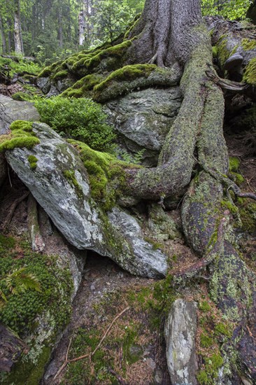 Primeval forest in Hoellbachgespreng