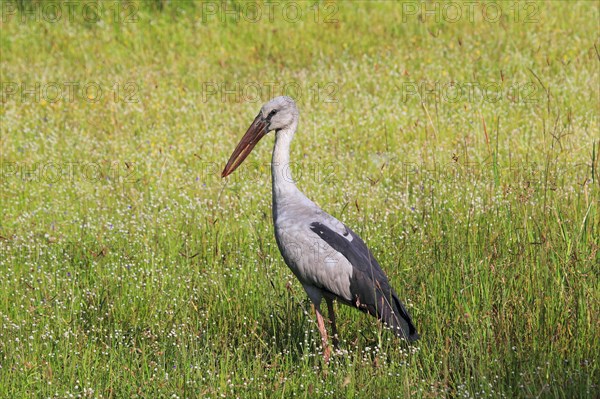 Asian Openbill