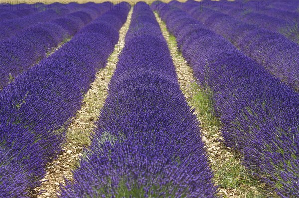 Lavender fields near Sault