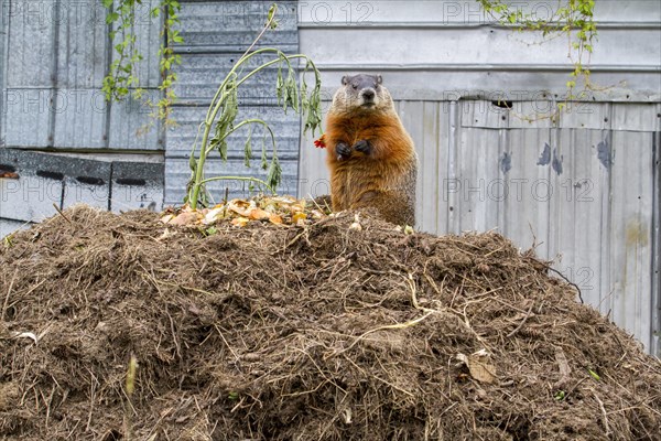 Groundhog feeding on a compost heap