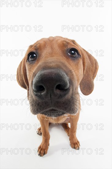 Rhodesian Ridgeback