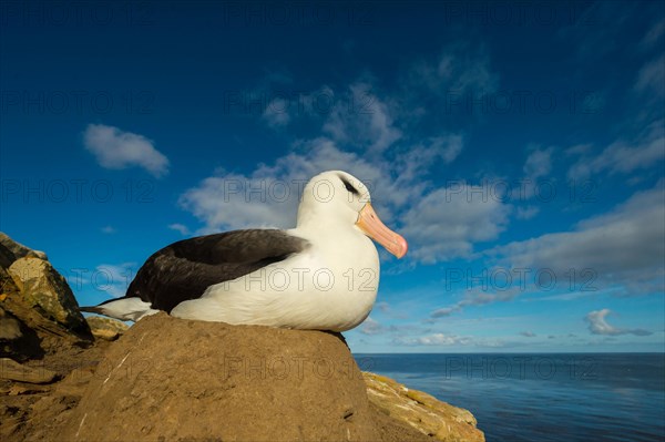 Black-browed Albatross