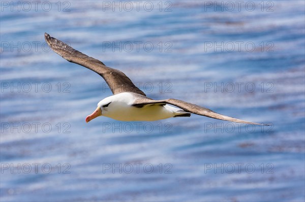 Black-browed Albatross