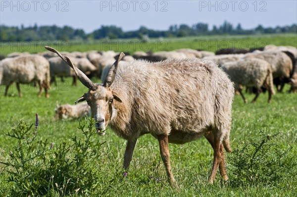 Racka sheep