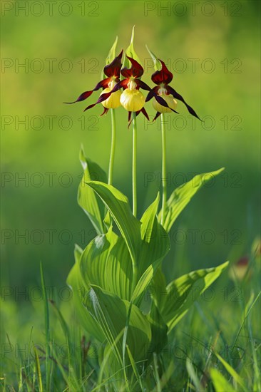 Yellow lady's slipper orchid