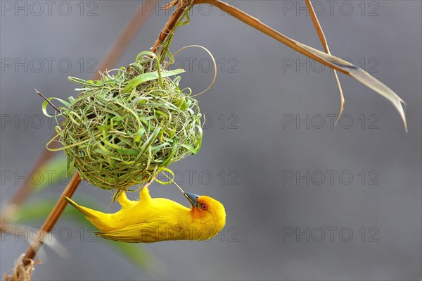 Eastern Golden Weaver