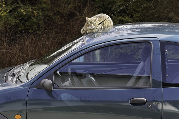 House cat on car roof