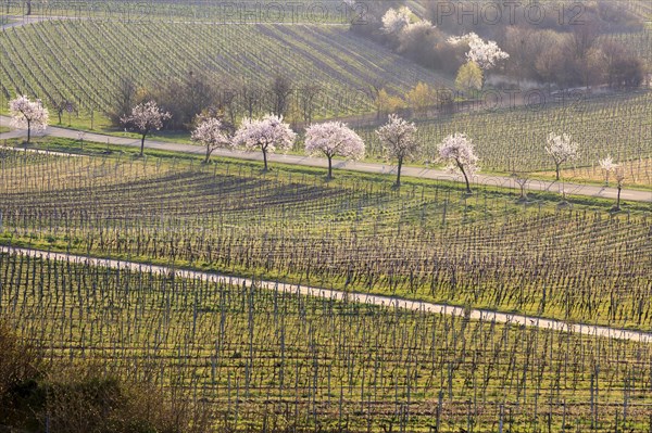 Almond tree