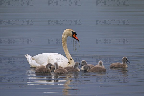 Mute swan