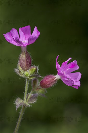 Red campion