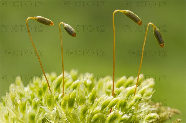 Gooseneck Star Moss