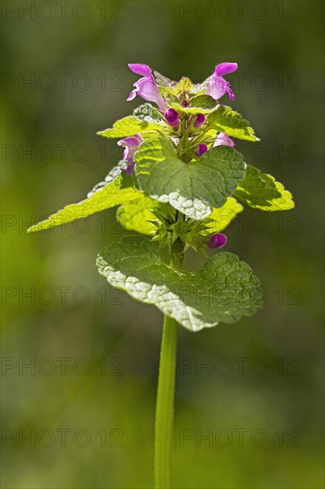 Red Dead-nettle