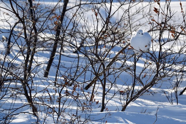 Willow ptarmigan