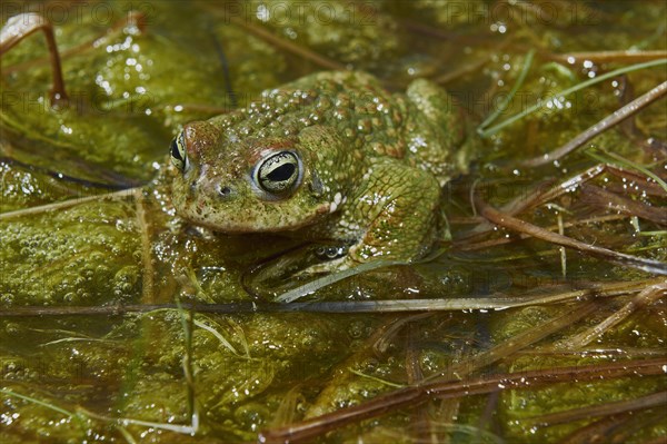 Natterjack Toad