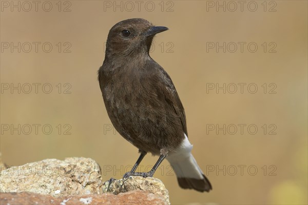 Black Wheatear