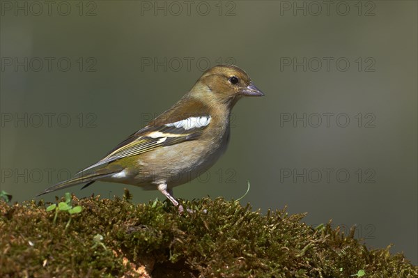 Common chaffinch