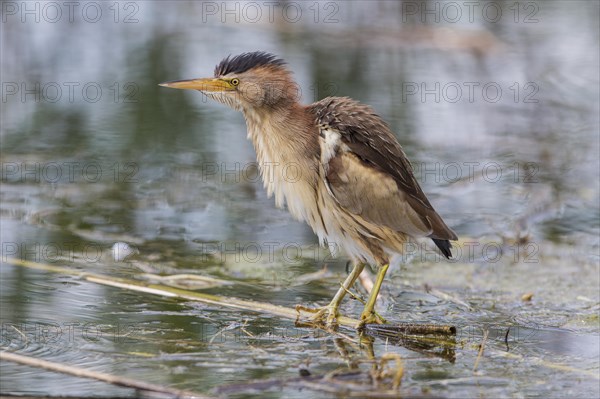 Little bittern