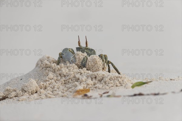 Horny-eyed ghost crab