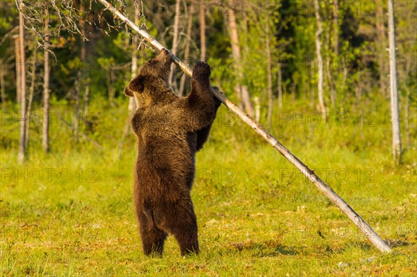 European Brown bear