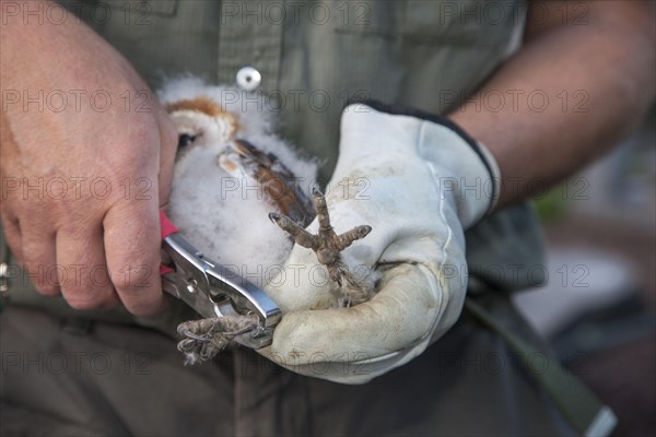 Barn owl